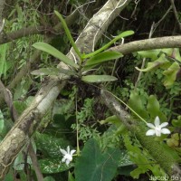 Thrixspermum pulchellum (Thwaites) Schltr.